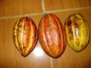 Semillas De Cacao Para Sembrar