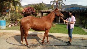 Hermosa Yegua Con Registro Aqha