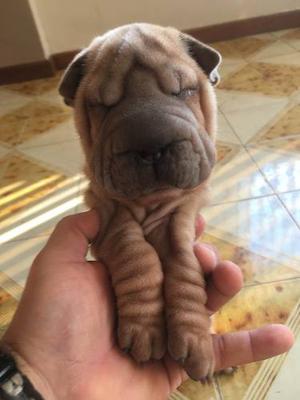 Cachorra Sharpei Mini