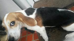 Cachorro Beagle Tricolor 100 % Puro Oferta