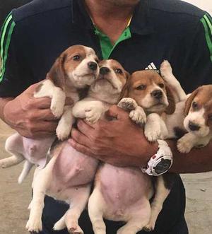 Cachorros Beagle