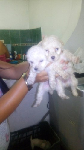 Cachorros Poodle