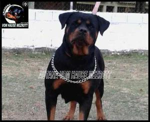 Camada De Rottweiler Con Pedigree