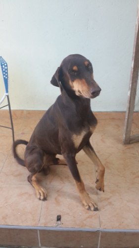 Doberman Para La Venta O Para La Monta