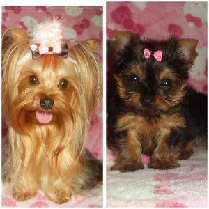 Yorkshire Terrier Lazos Accesorios Cachorros Machos Hembras