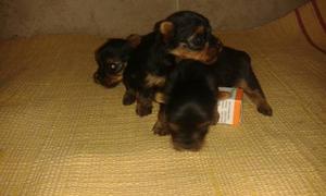 Yorkshire Terrier Machos