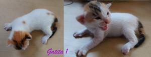 Doy En Adopcion Gatitas