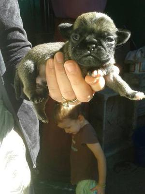 Bellos Cachorros Pug