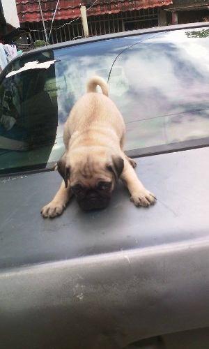 Cachorro Pug Carlino