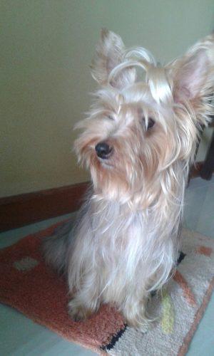 Cachorros Yorkshire Terrier 100%puros