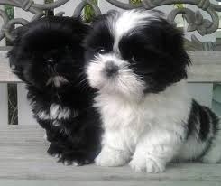 Lhassa Apso Mini Toy Hembrita Y Macho Peluchitos