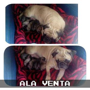 Perros Pug Calirno