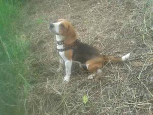 Proximamente Cachorross Beagles100%quality Show Con Pedigree