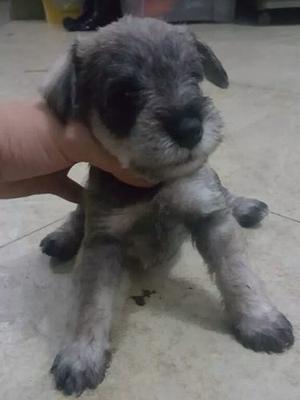 Schnauzer Bellos 100% Puros