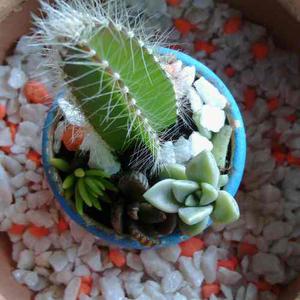 Minijardines, Decoracion, Cactus