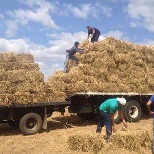 Pacas De Pasto Dictyoneura