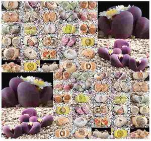 10 Semillas De Cactus Lithops Optica Rubra