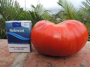 Semillas De Tomate Margariteño Gigante