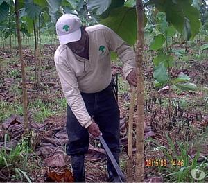 Servicios Agroforestales Colombia