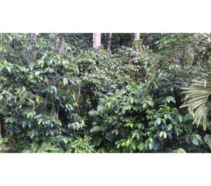 Vendo  mts2 Terreno en Caripe Todo cultivado de Cafe