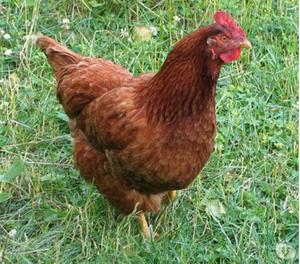 Gallinas Ponedoras