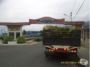 semilla haz macolla vetiver Colombia y venezuela