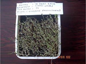 semillas kudzu en venezuela