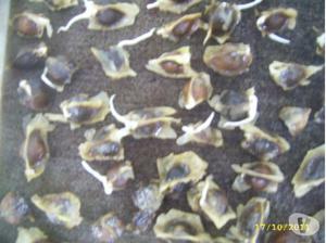 semillas moringa oleifera venezuela