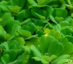 Lechugas De Agua, Pistia Stratiotes, Acuarios Y Estanques