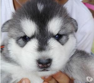 perros lobos husky con alaska malamute