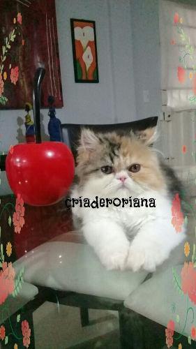 Gatos Persa