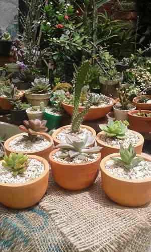Arreglitos Y Recuerdos De Cactussuculentas