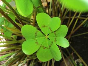 Bulbos De Plantas De Trebol De Cuatro Hojas