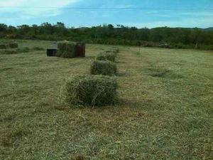 Pacas De Heno Bermuda.