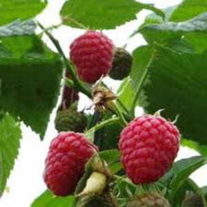 Planta De Rubus Idaeus