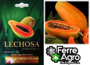 Semillas Certificadas De Lechosa Cartagena 1gr