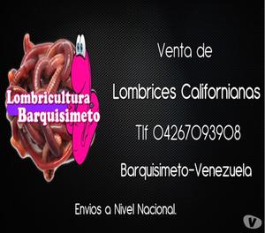 Venta Lombrices Californianas en Venezuela.. tlf 