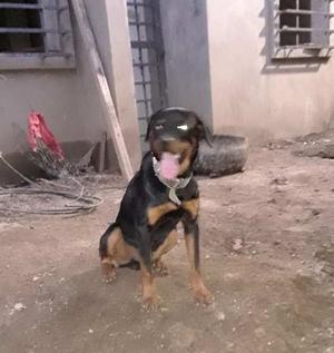 Cachorra De Pastor Alemán Hembra Y Roweiler Macho