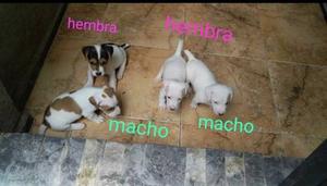 Cachorro Jack Russell Terrier