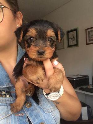 Cachorro Yorkshire Terrier Macho