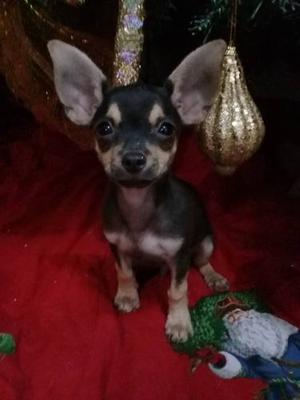 Cachorros Chihuahua