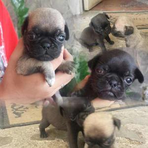 Cachorros Pug Carlinos