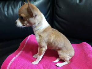 Chihuahua Hermosa Hembra De 7 Meses Disponible