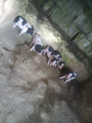 Rematando Cerdos Mini Pig O Vietnamitas