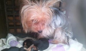 Vendo Camada De Cachorros Yorkshire Terrier