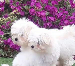 xmass Gorgeous Kc Reg cachorros malteses