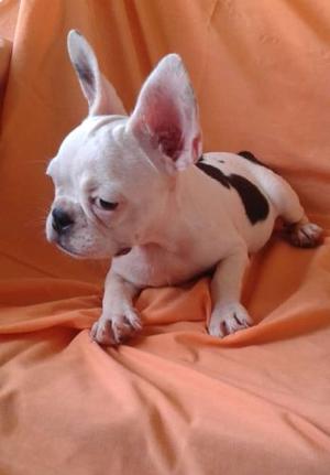 Cachorras Bulldog Frances Con Pedigree F.c.v Y Vacunas