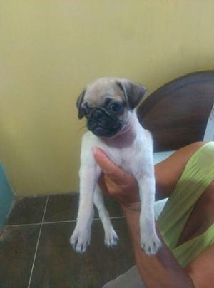 Cachorras Pug Carlino