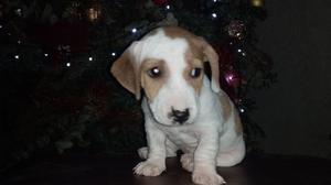 Cachorro Jack Russell Terrier