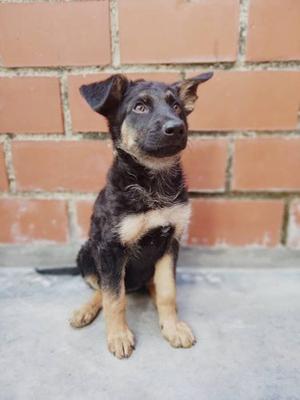 Cachorro Pastor Alemán